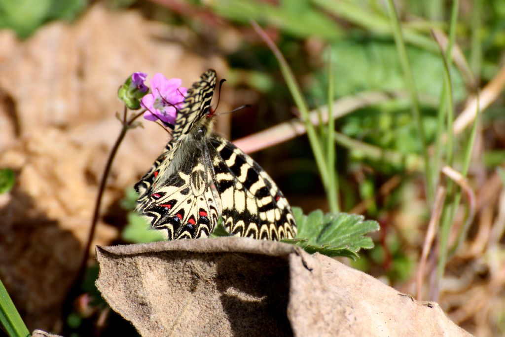 Zerynthia polyxena,  gi in volo